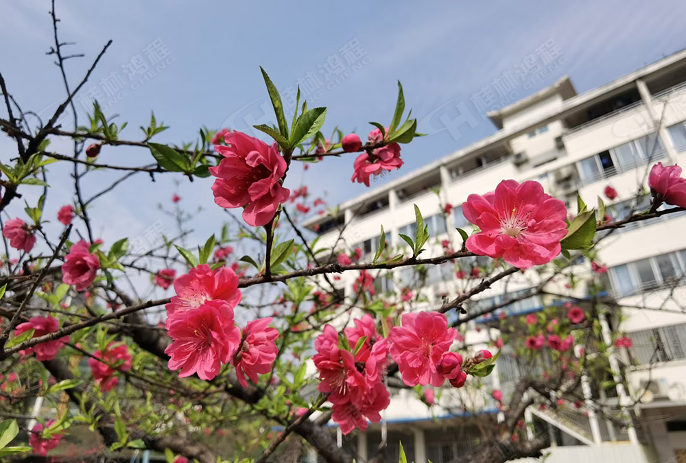 桂林鴻程花團(tuán)錦簇，滿(mǎn)園春色，邀您一起共賞春景，共商大計(jì)！